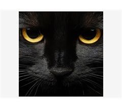 Tela BLACK CAT marca CONFORAMA
