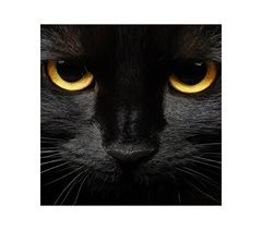 Tela BLACK CAT marca CONFORAMA