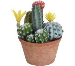 Cactus em vaso Terracotta