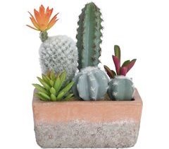 Cactus com vaso Terracotta