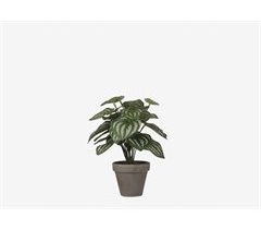 Planta artificial PEPEROMIA marca MYCA