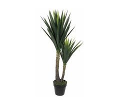Planta Decorativa Yucca