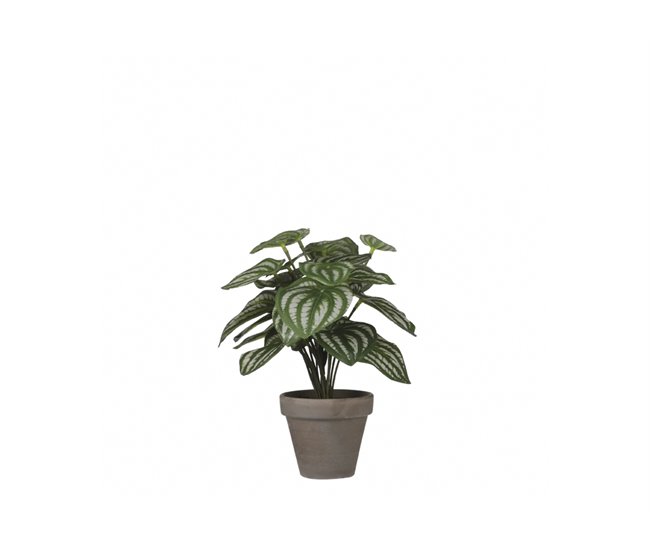 Planta artificial PEPEROMIA marca MYCA Verde