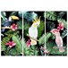 Canvas tríptico BIRDS Multicolor
