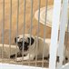 Barreira de Segurança para Animais de Estimação PawHut D06-168V00WT Branco