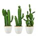Surtido Cactus en maceta 63 cm