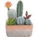 Cactus com vaso Terracotta Multicolorido