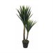 Planta Decorativa Yucca Verde