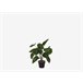 Planta artificial FILODENDRO da marca MYCA Verde